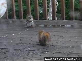 Squirrel-fight-o.gif