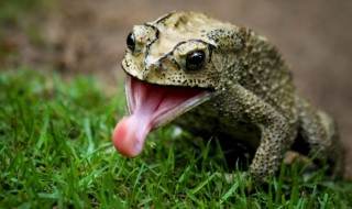 Toad-Tongue