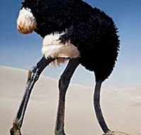 ostrich-head-in-sand-2